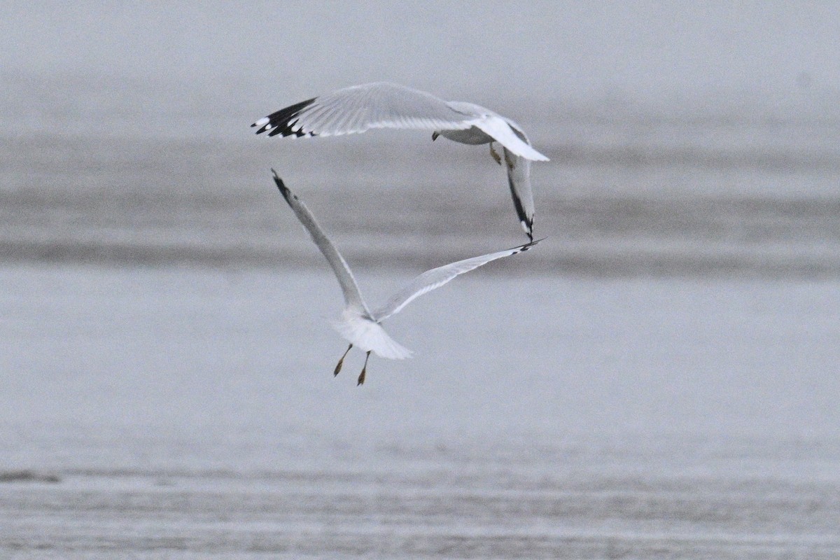 Ring-billed Gull - ML643882063