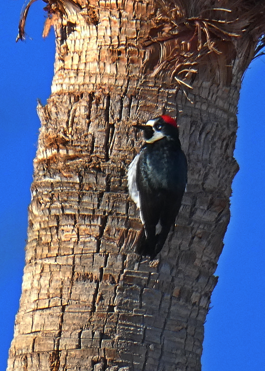 Acorn Woodpecker - ML643882064