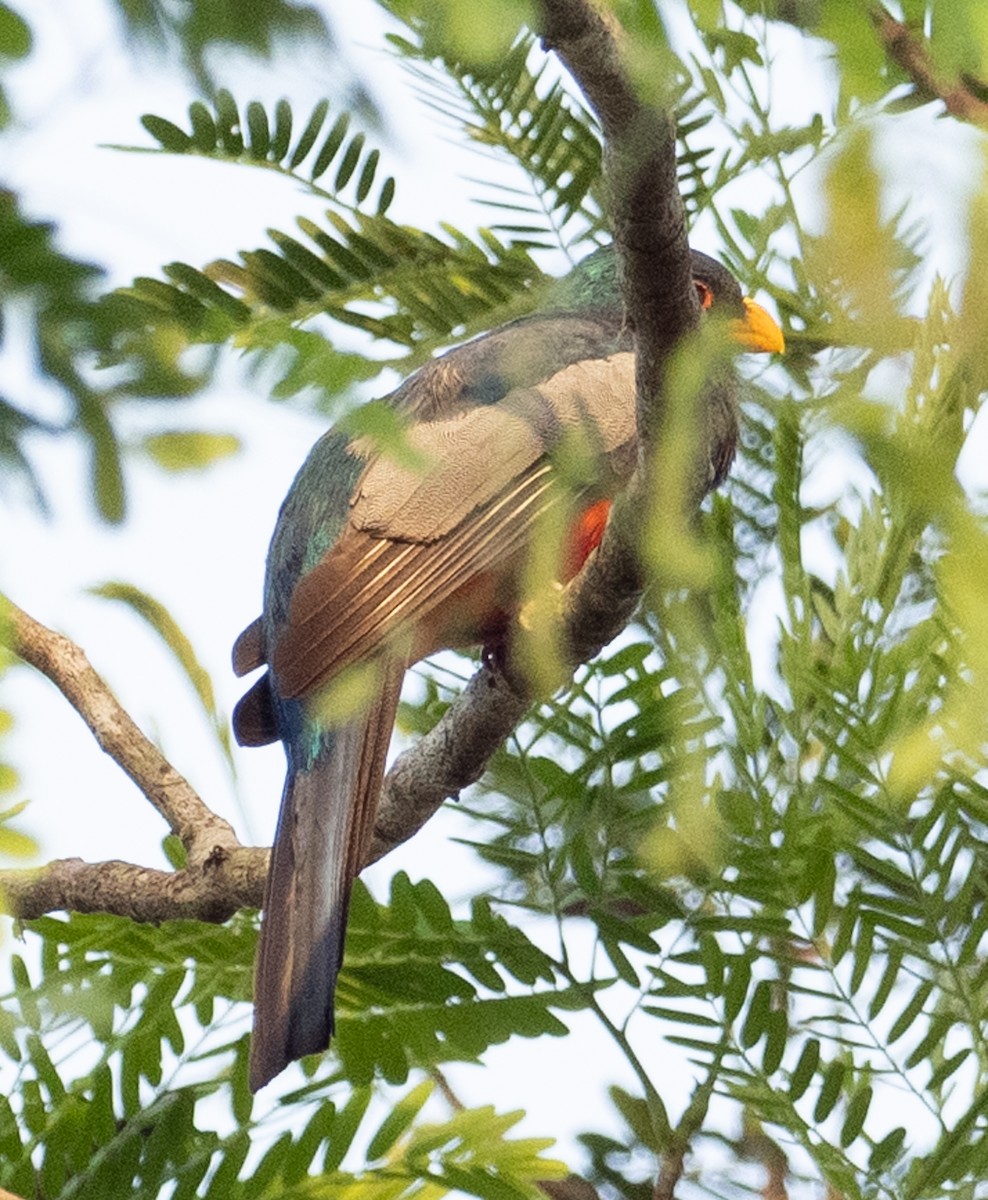 Black-tailed Trogon - ML643882066