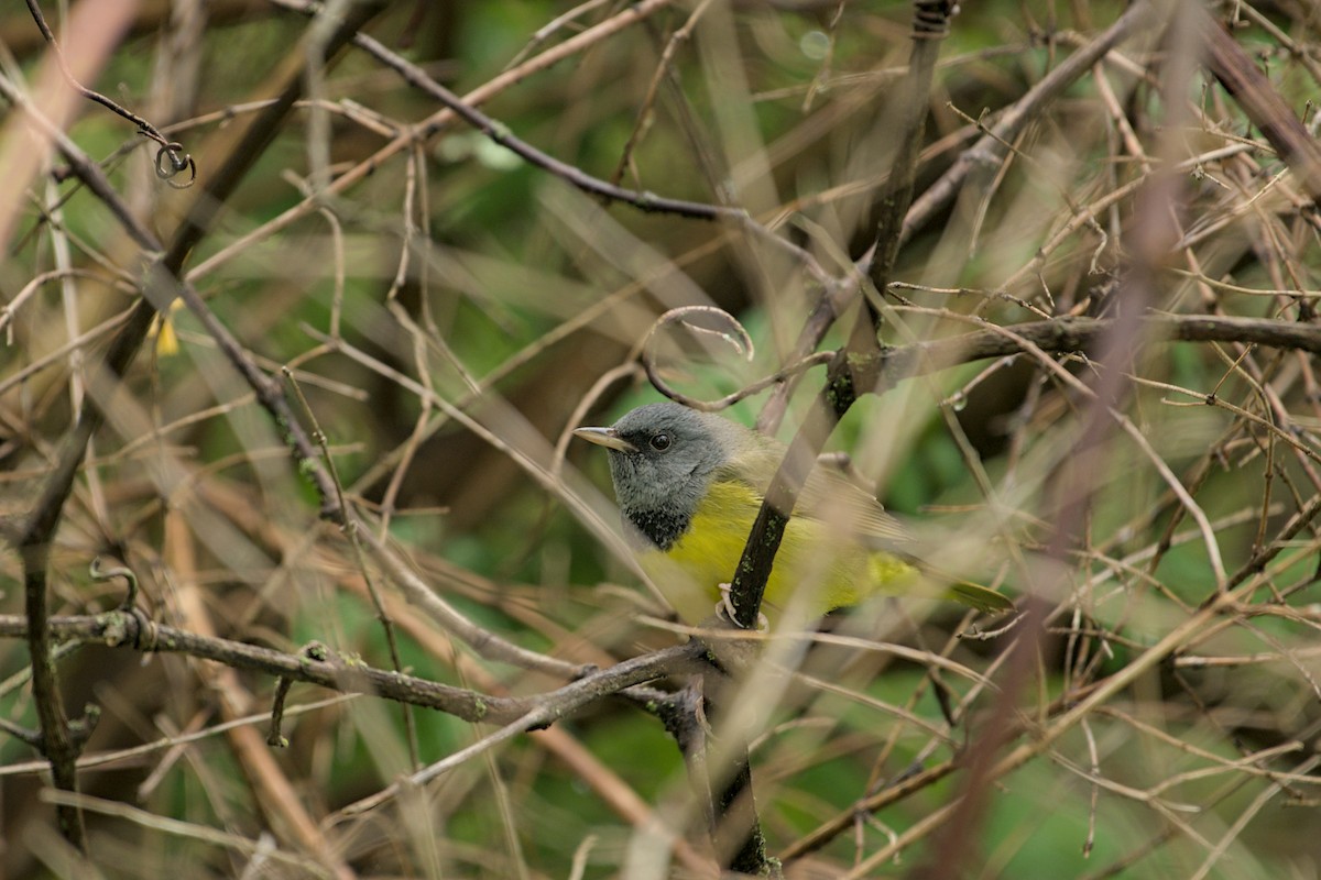 Mourning Warbler - ML643882074