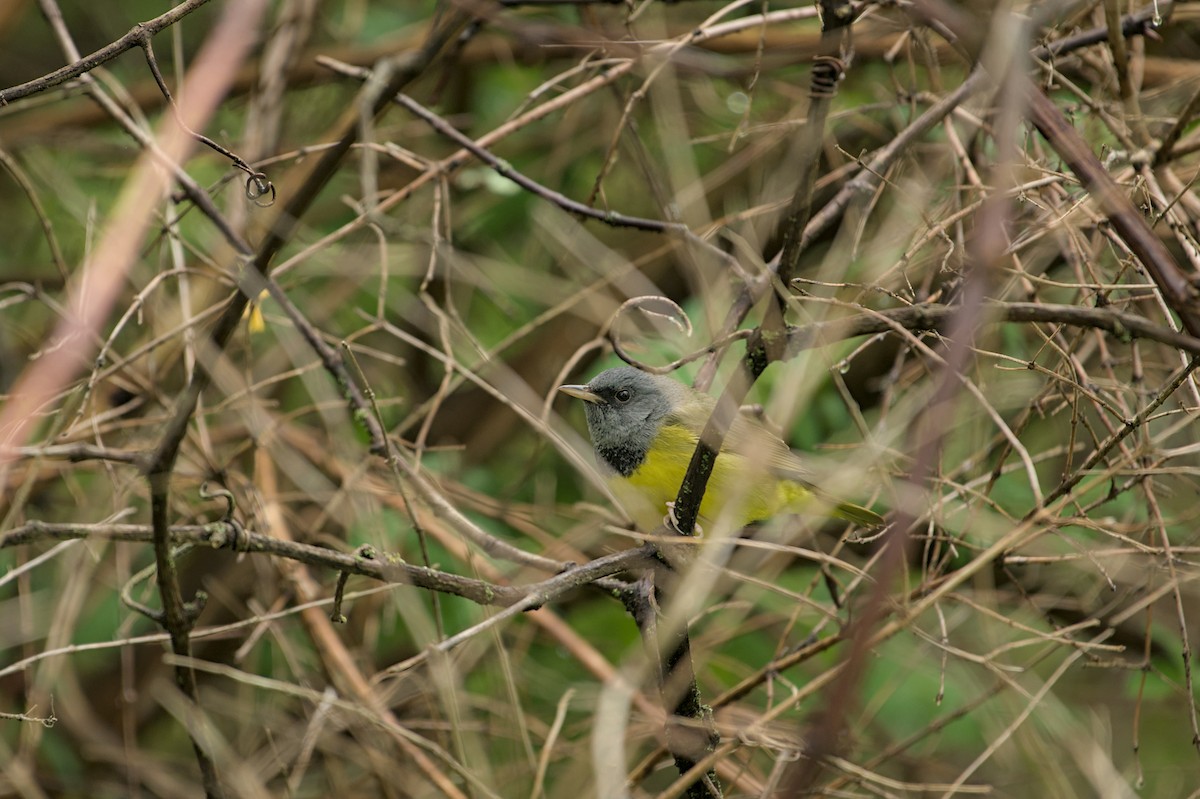 Mourning Warbler - ML643882075