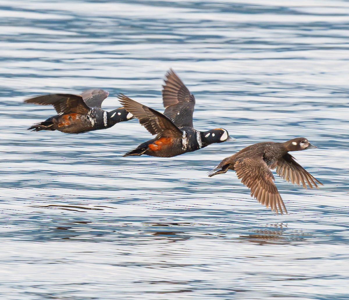 Harlequin Duck - ML643882076