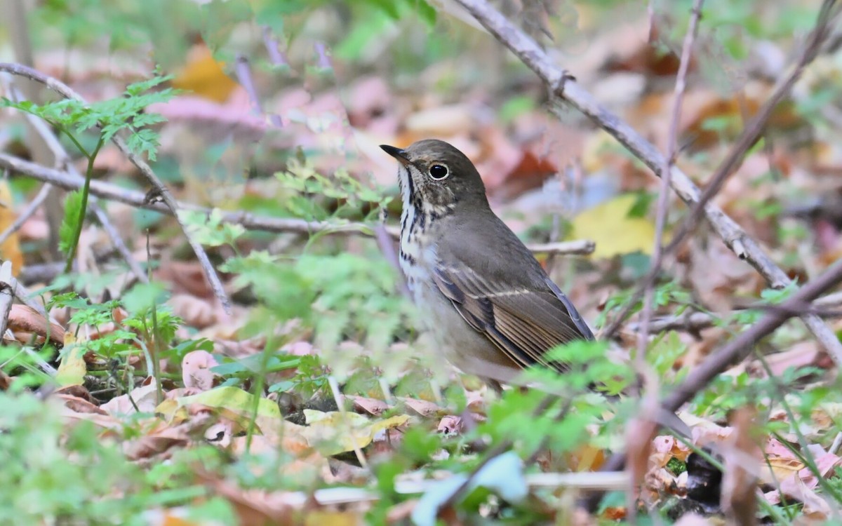 Hermit Thrush - ML643882077