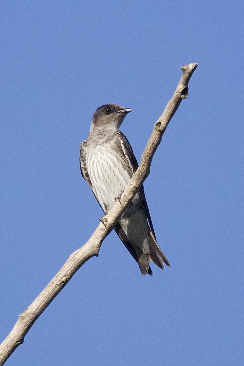 Purple Martin - ML643882096