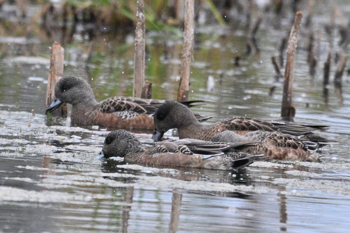 American Wigeon - ML643882097