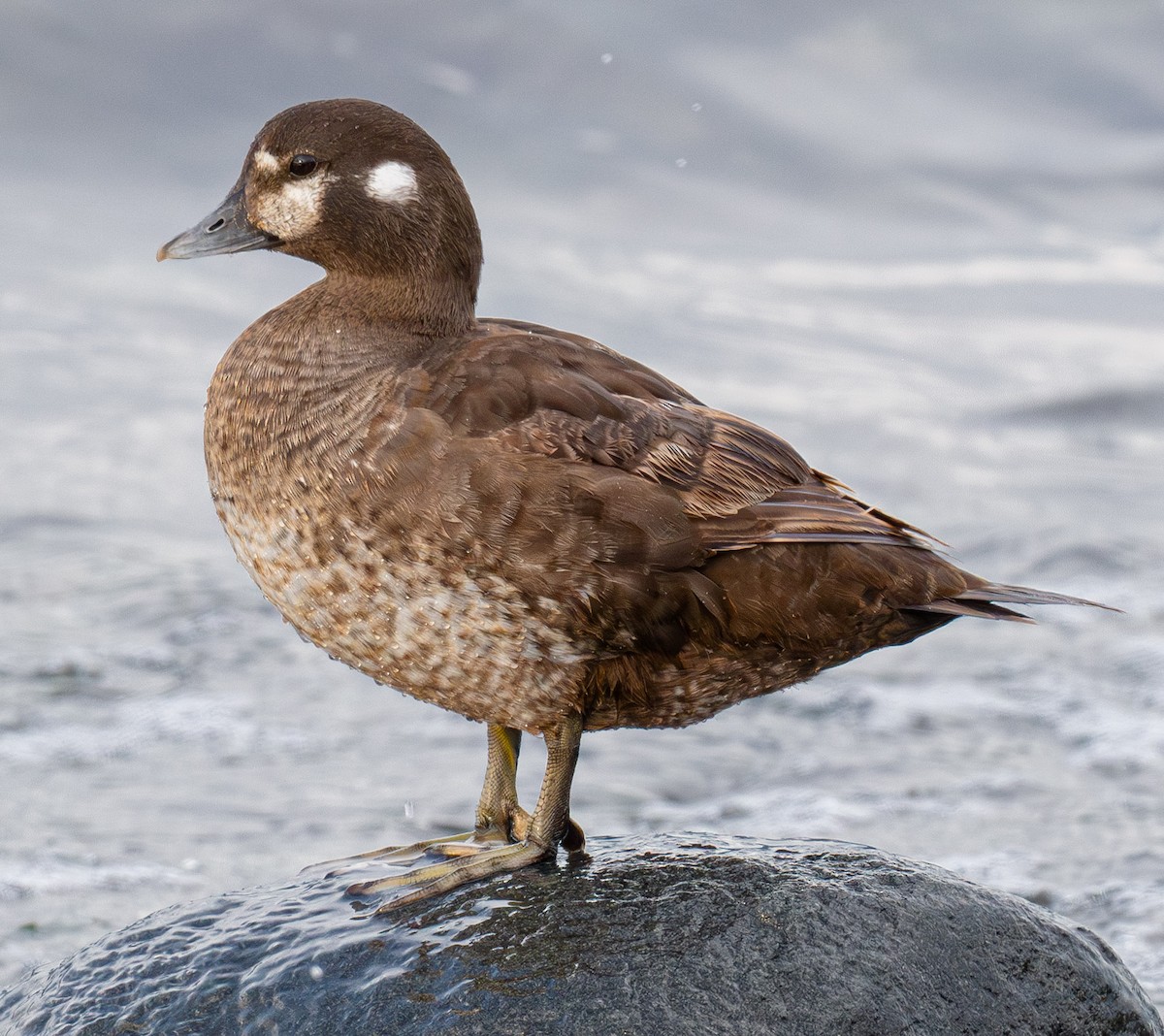 Harlequin Duck - ML643882109