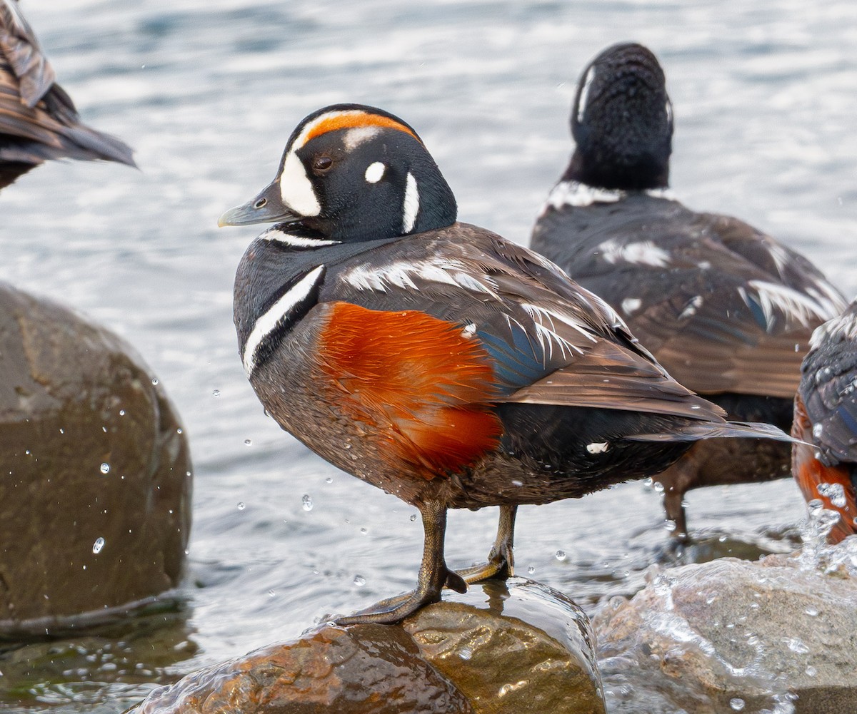 Harlequin Duck - ML643882110