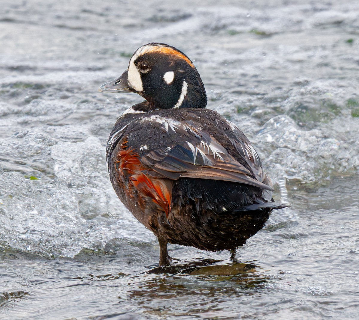 Harlequin Duck - ML643882111