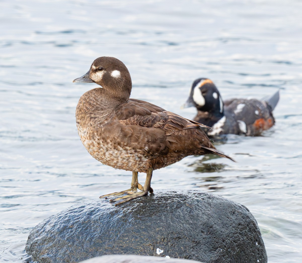 Harlequin Duck - ML643882112