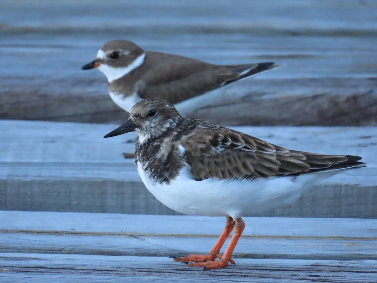 Ruddy Turnstone - ML643882113