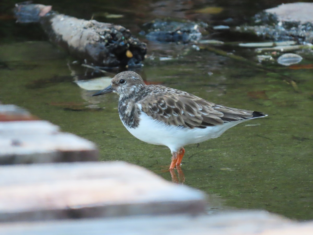Ruddy Turnstone - ML643882114
