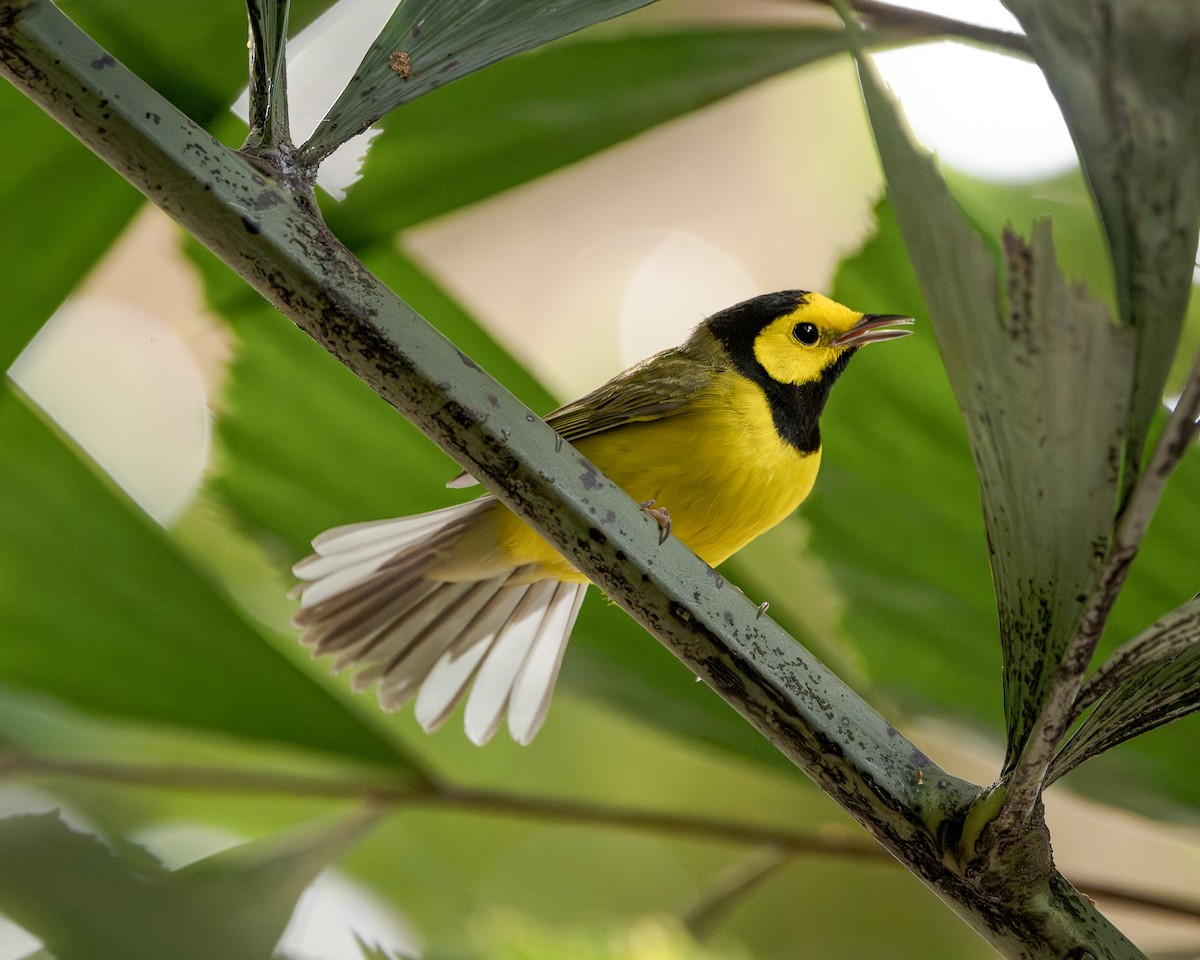 סבכון שחור-ראש - ML643882139