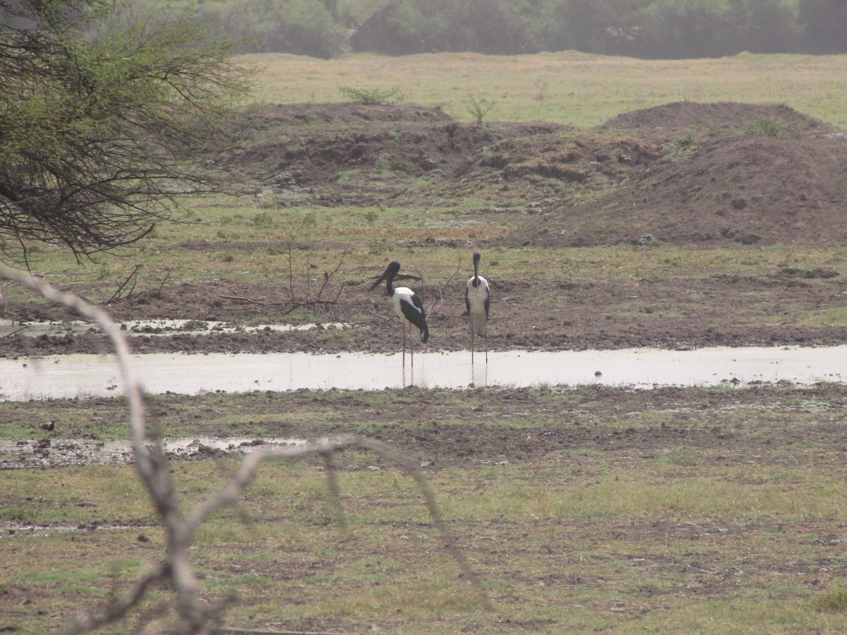 Black-necked Stork - ML643882140