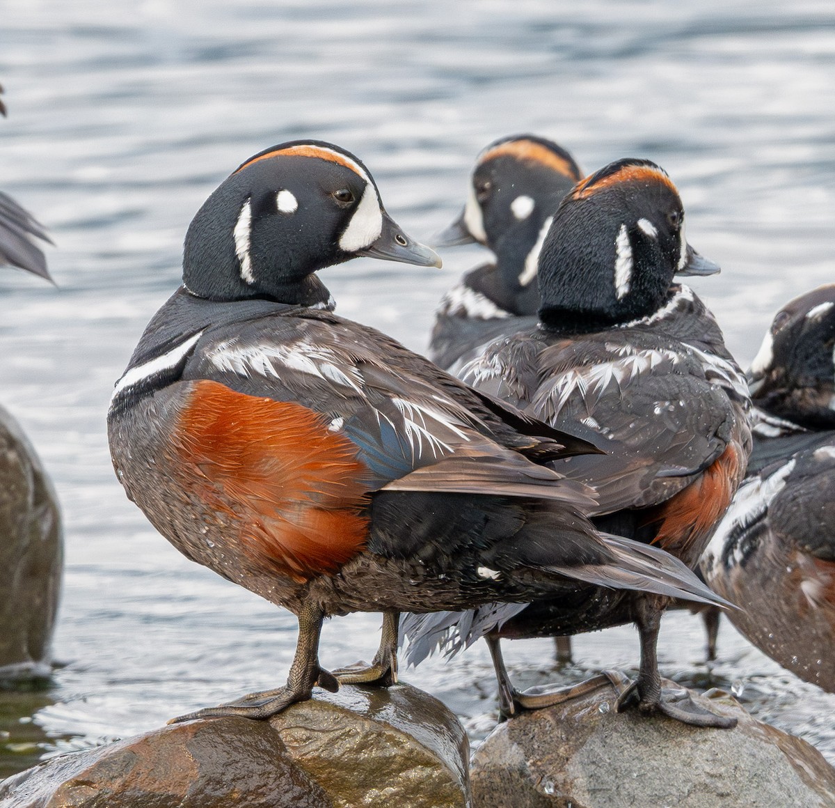 Harlequin Duck - ML643882147