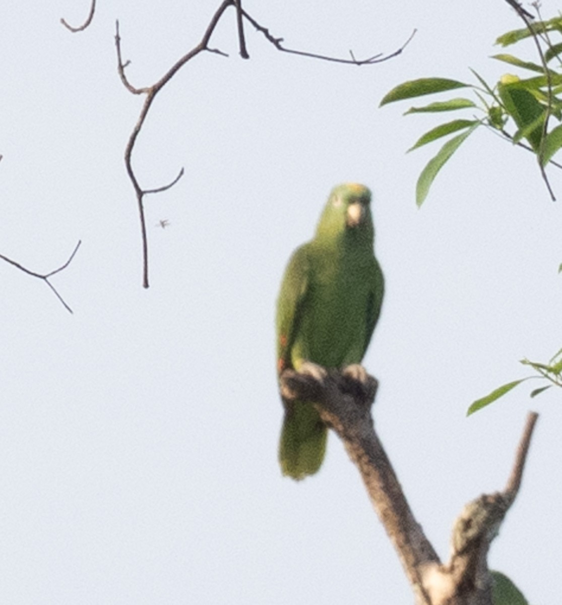Yellow-crowned Amazon - ML643882155