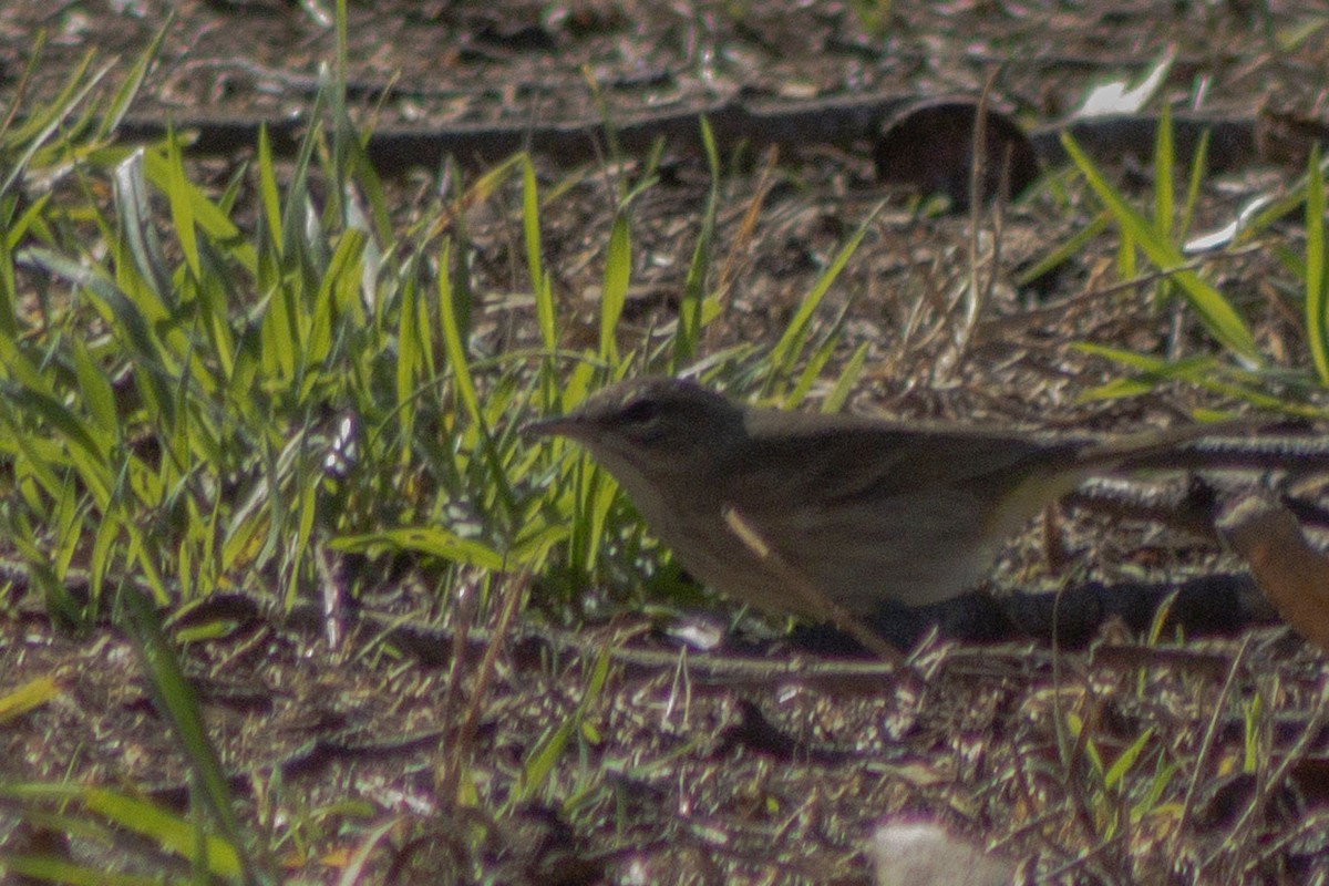 Palm Warbler - ML643882165