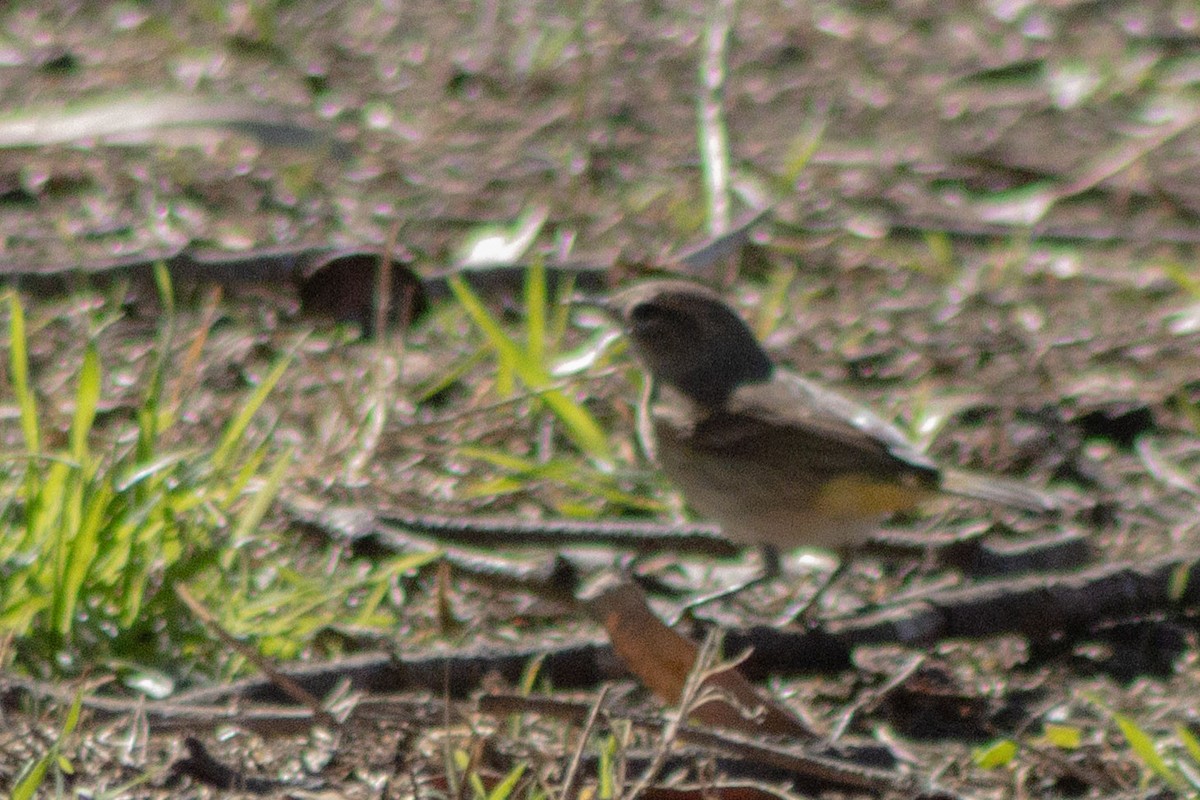 Palm Warbler - ML643882166