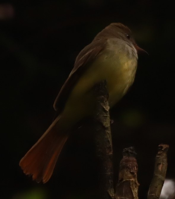 Great Crested Flycatcher - ML643882172