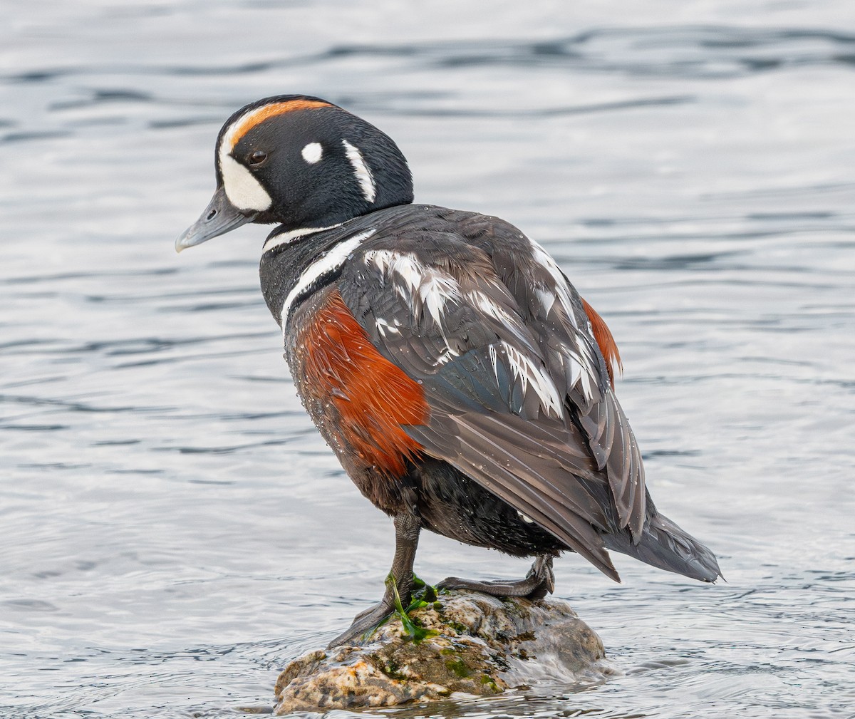 Harlequin Duck - ML643882173