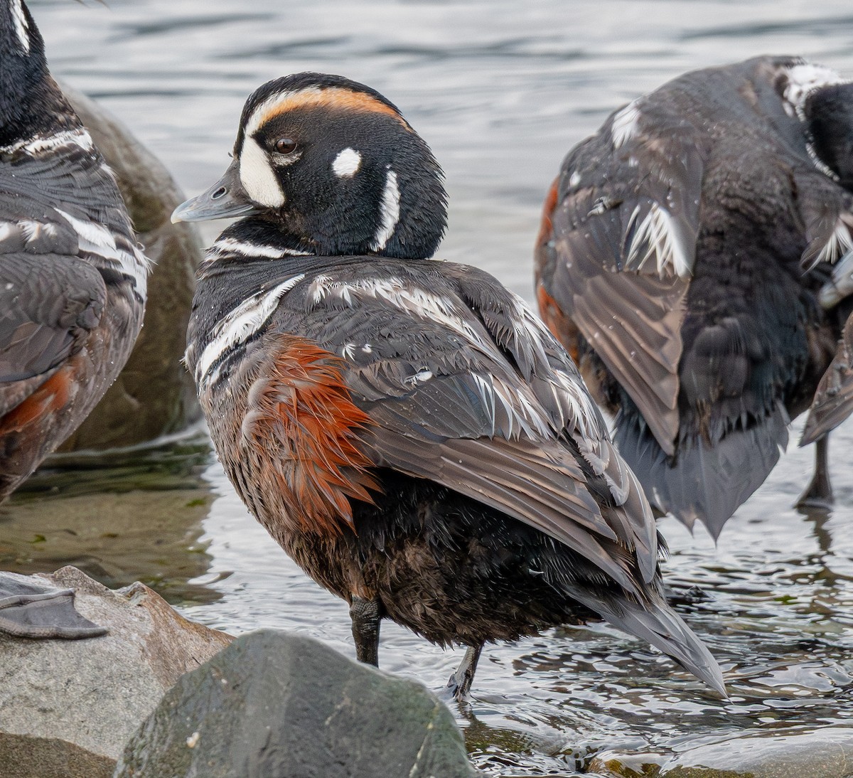 Harlequin Duck - ML643882180