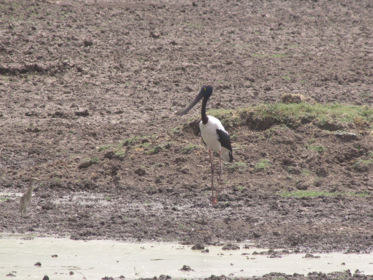 Black-necked Stork - ML643882186