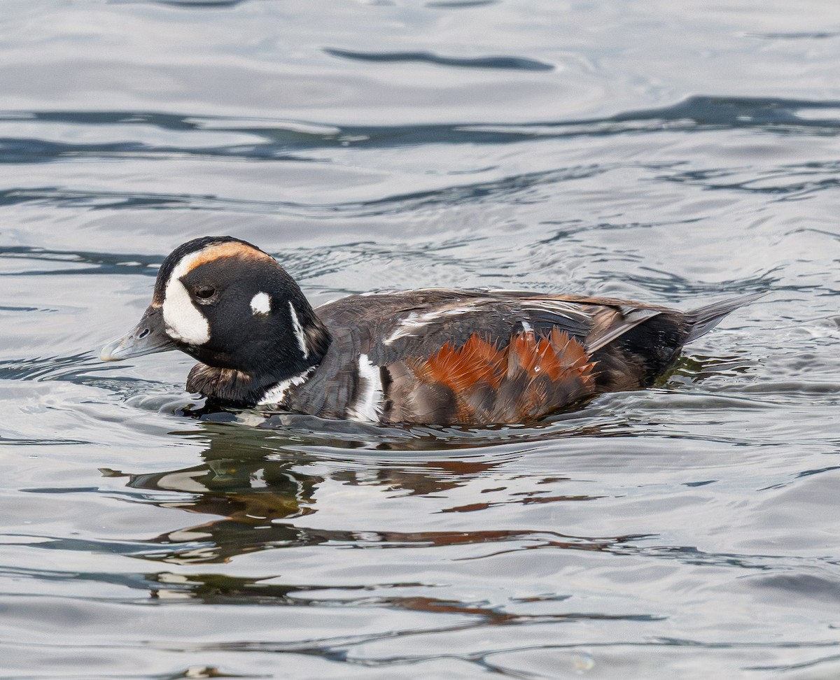 Harlequin Duck - ML643882197
