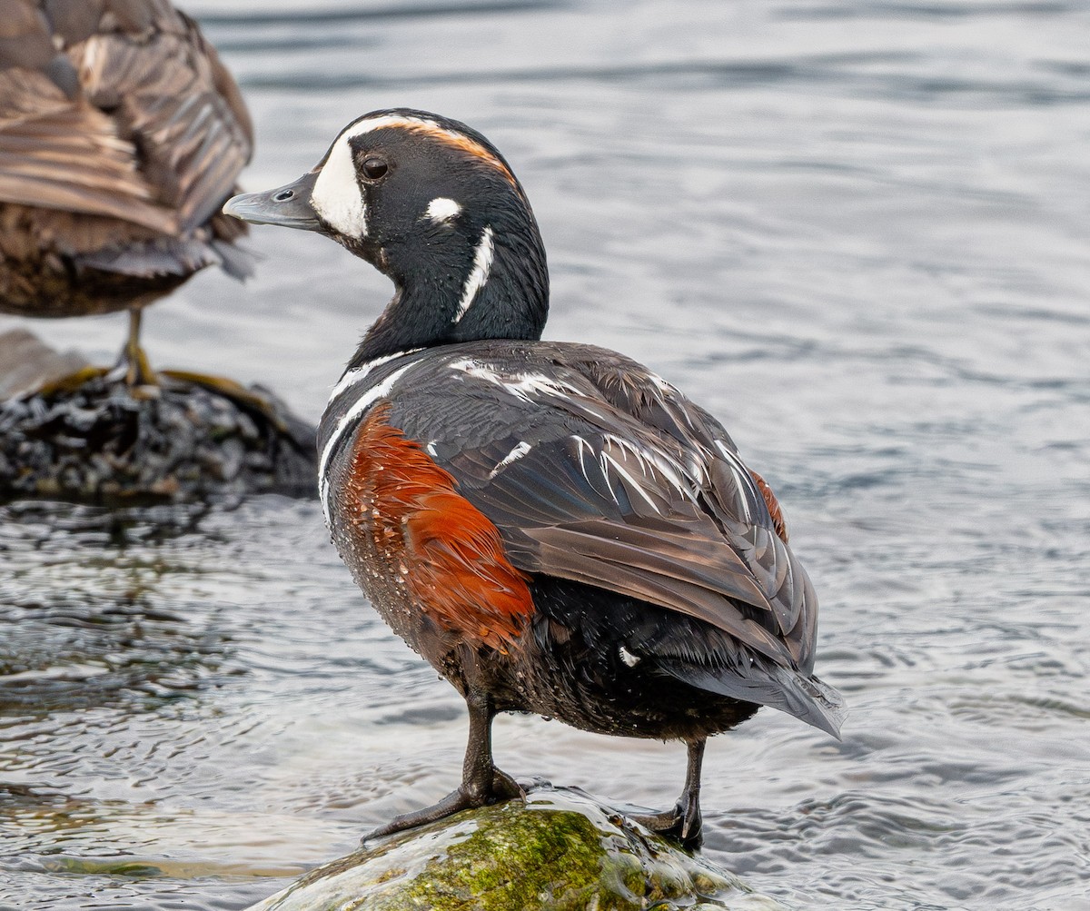 Harlequin Duck - ML643882200