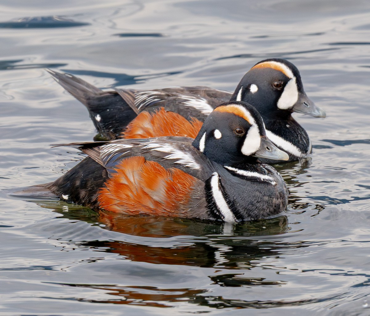 Harlequin Duck - ML643882201
