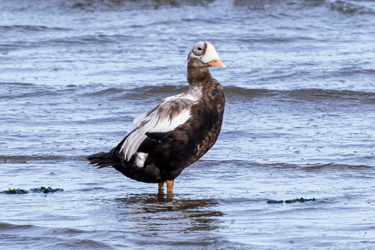 brilleærfugl - ML643882211