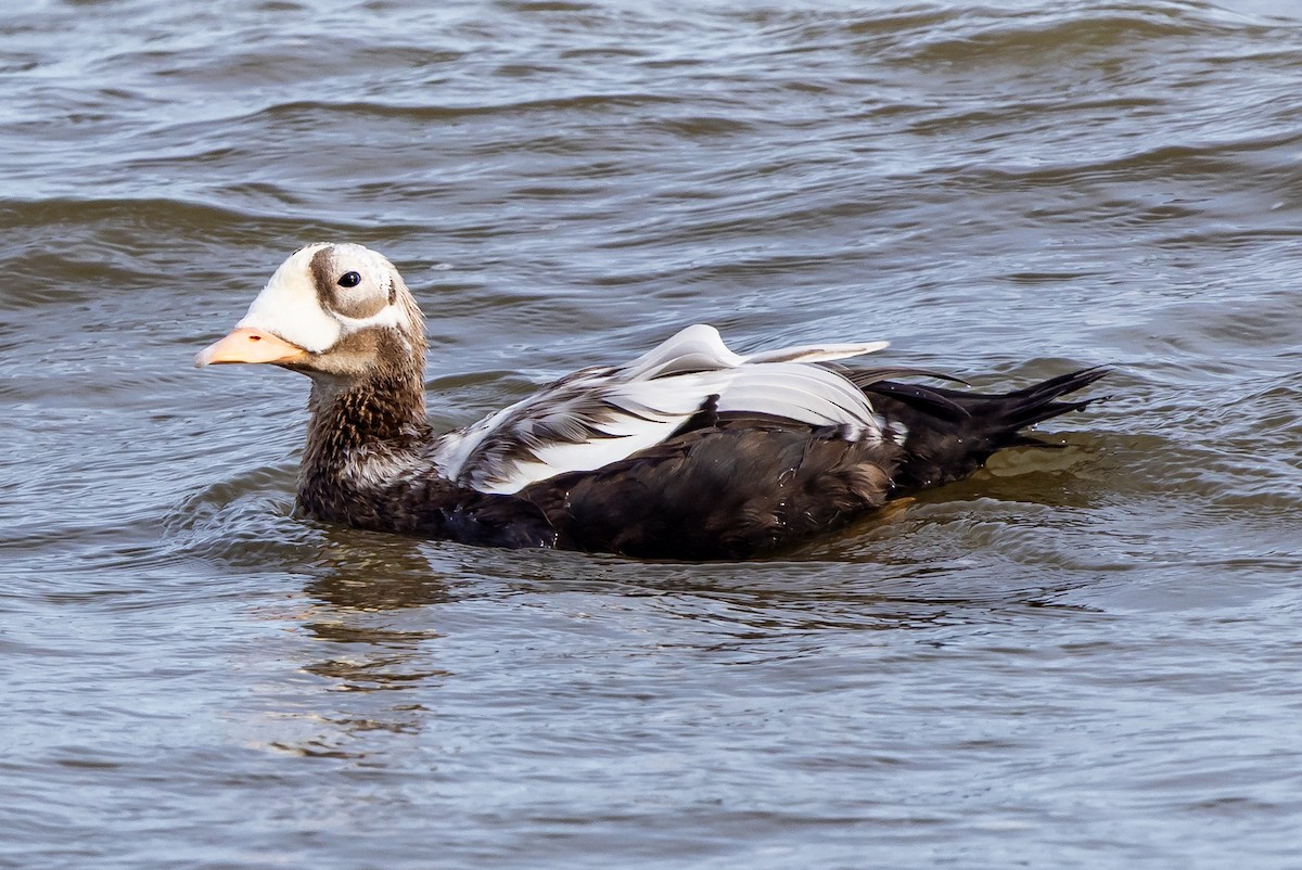brilleærfugl - ML643882212