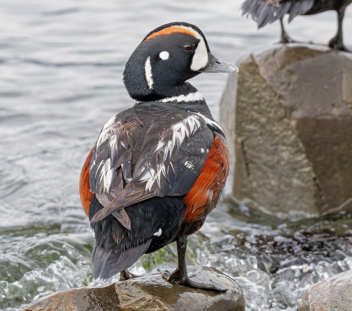 Harlequin Duck - ML643882217
