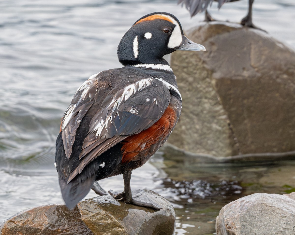 Harlequin Duck - ML643882218