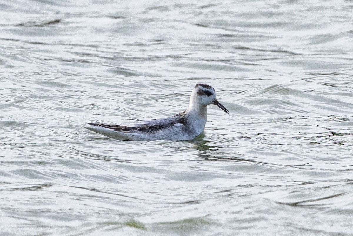 Улаан сэлээхэй - ML643882223