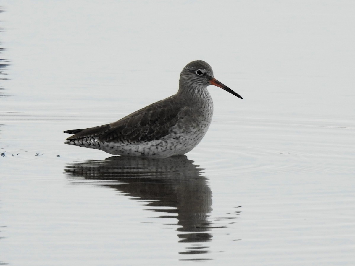 Common Redshank - ML643882251