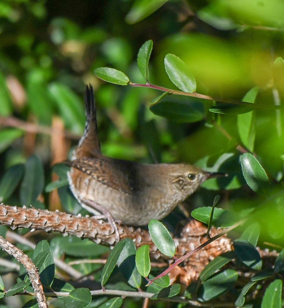 Northern House Wren - ML643882263