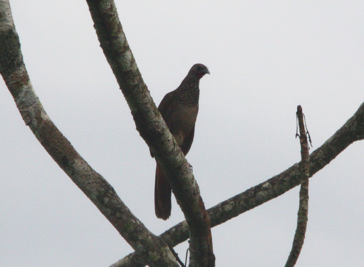 Speckled Chachalaca - ML643882267
