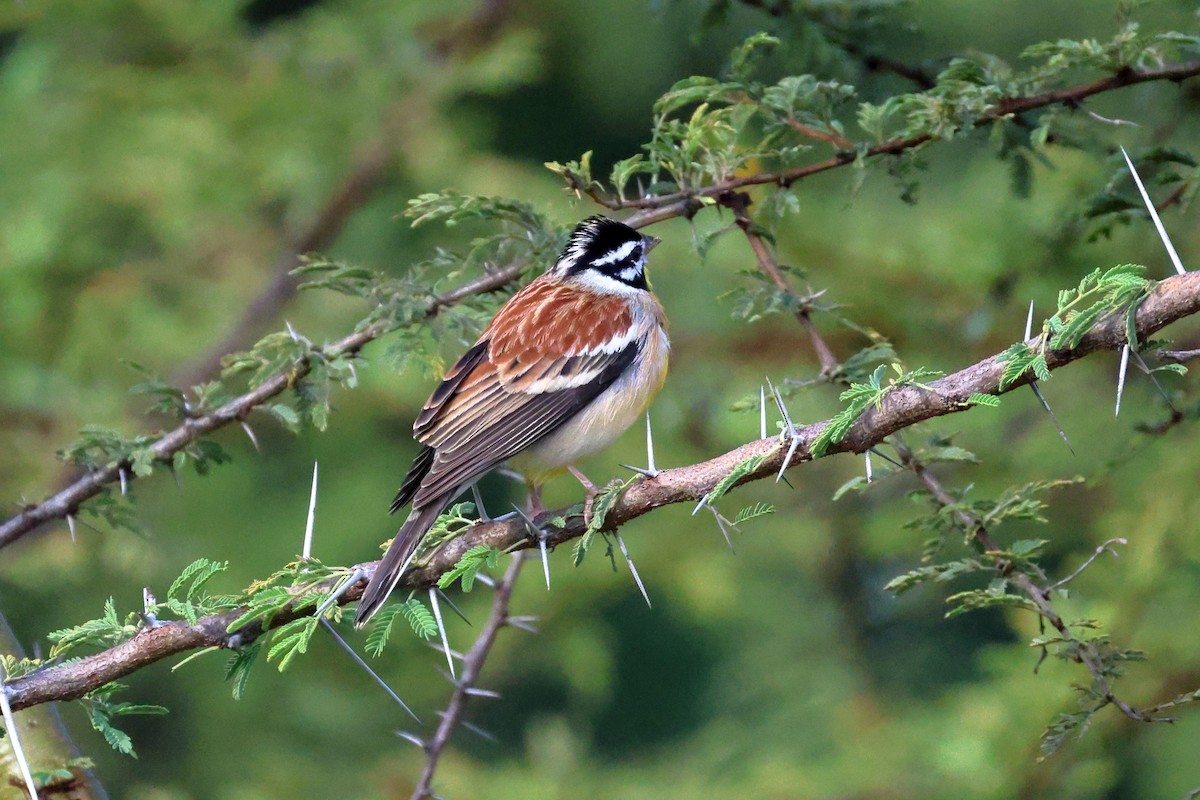 Golden-breasted Bunting - ML643882269