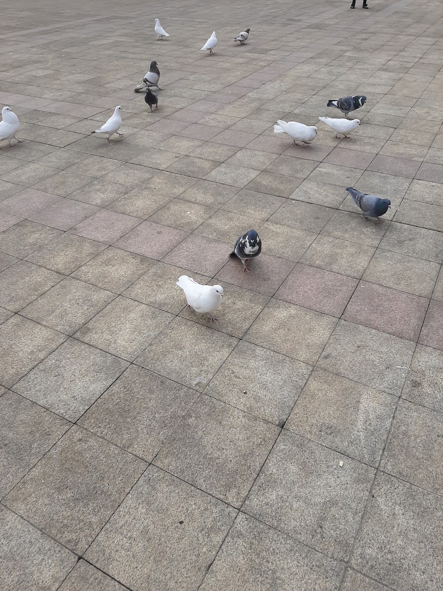 Hill Pigeon - ML643882280