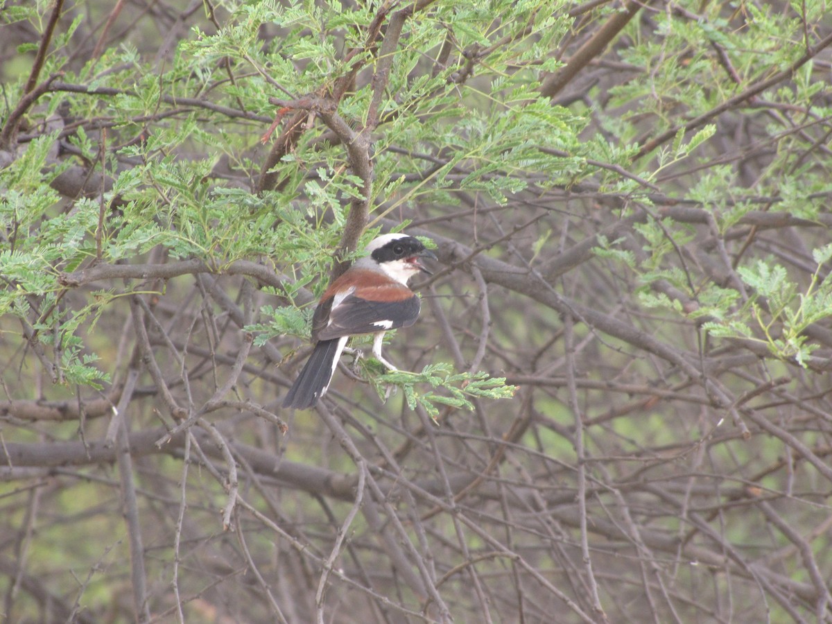 Bay-backed Shrike - ML643882284