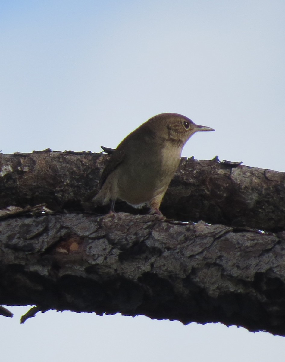 Northern House Wren - ML643882287