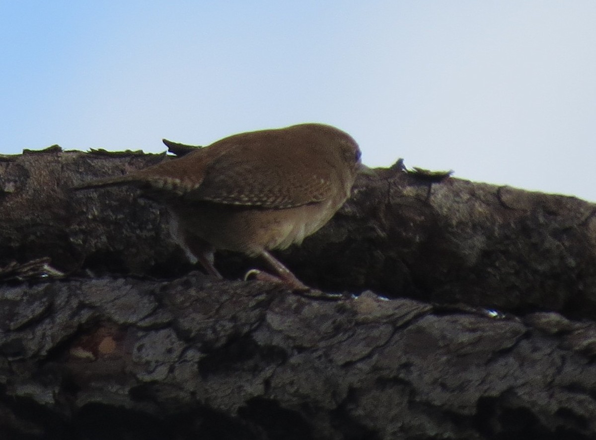 Northern House Wren - ML643882288