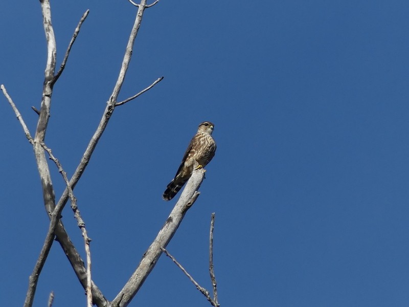 Merlin - ML643882294