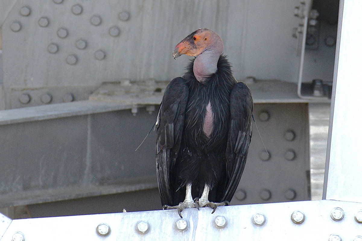California Condor - ML643882297