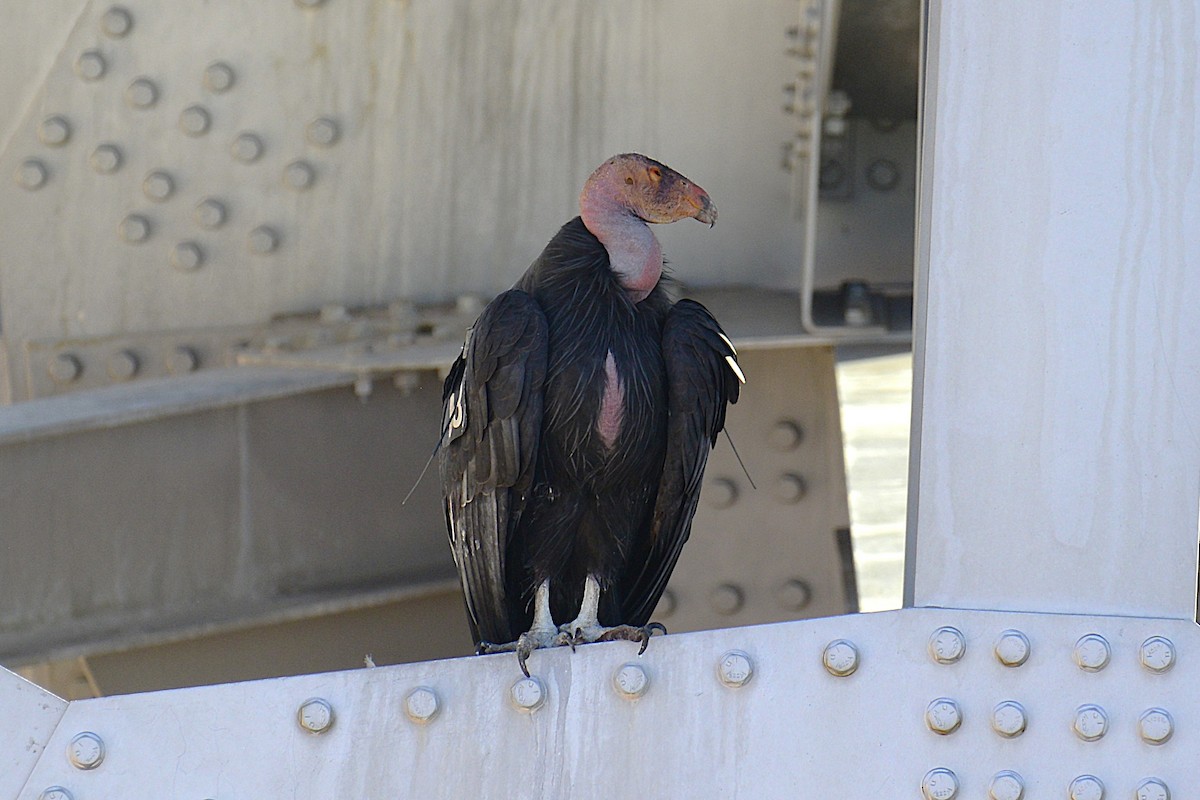 California Condor - ML643882298