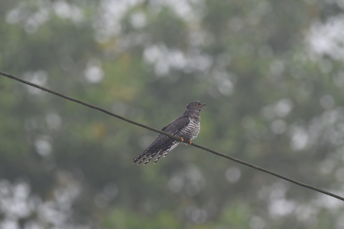 Lesser Cuckoo - ML643882303