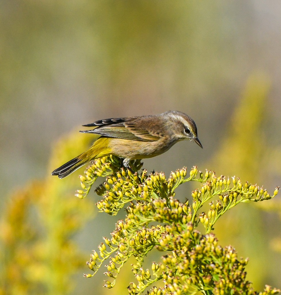 Palm Warbler - ML643882326