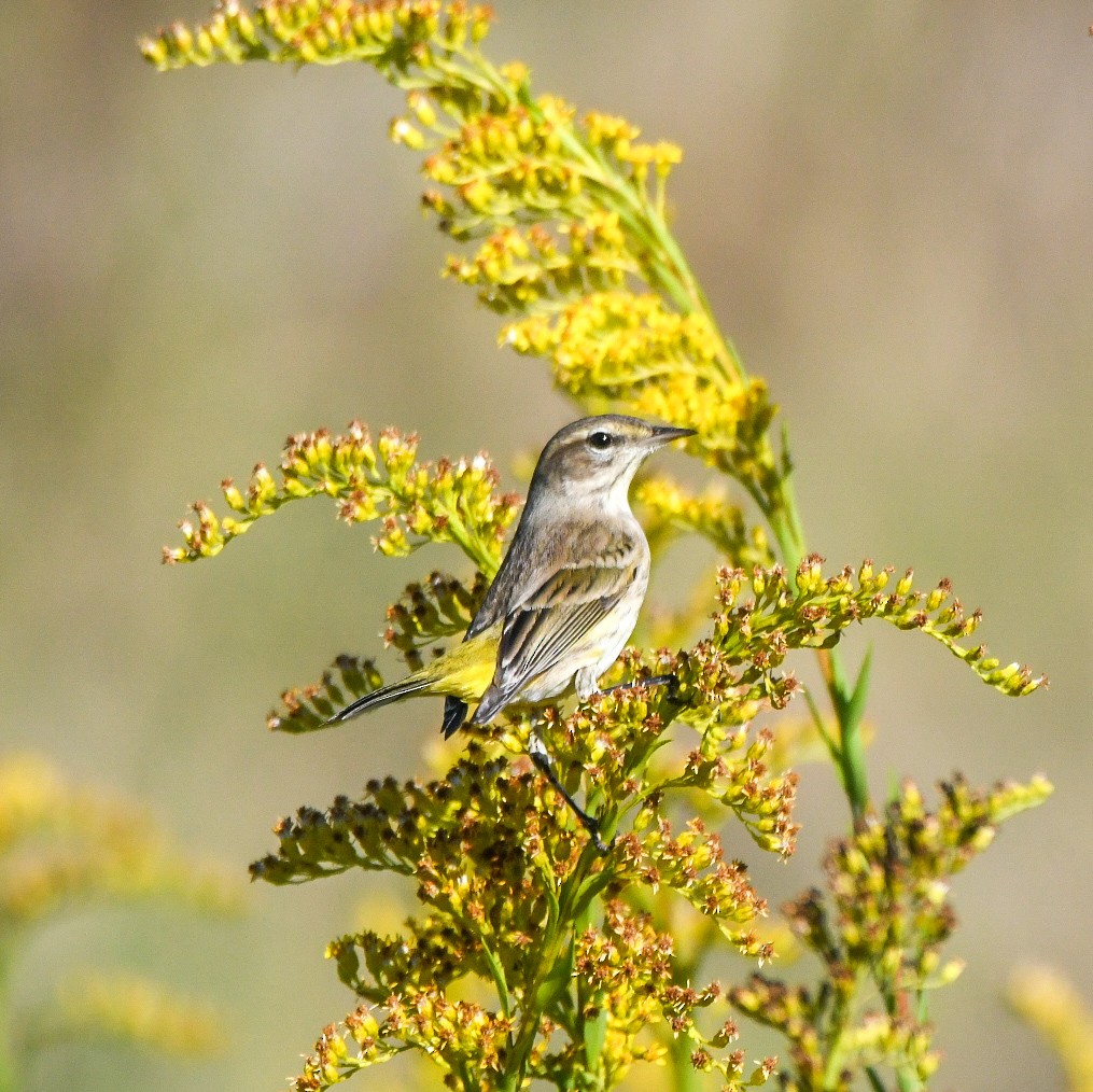 Palm Warbler - ML643882327