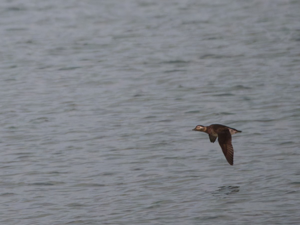 Long-tailed Duck - ML643882333