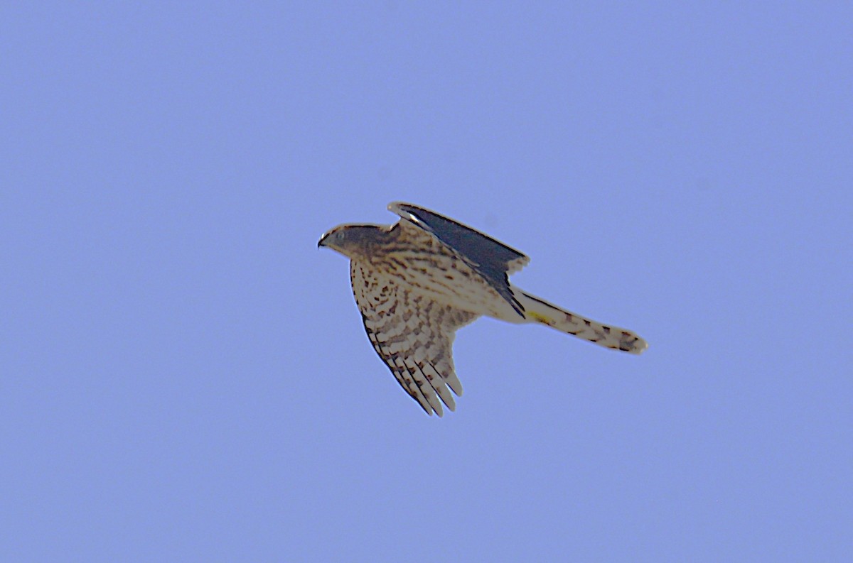 Cooper's Hawk - ML643882346