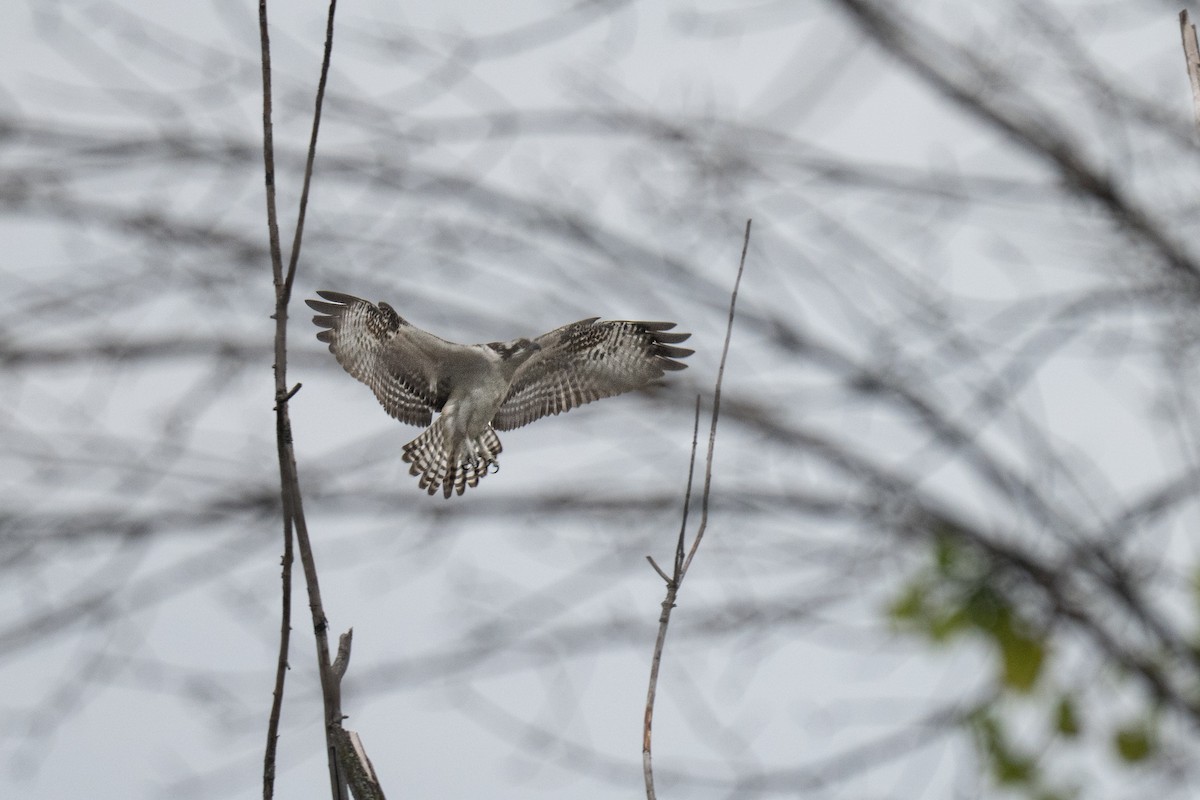 Скопа західна - ML643882347